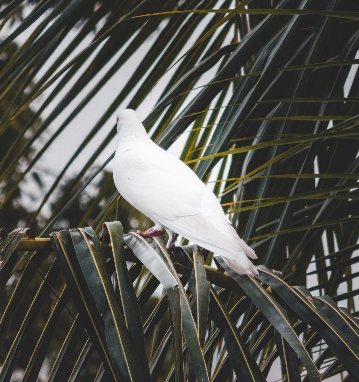 back view photo of white dove perched on palm tree branch