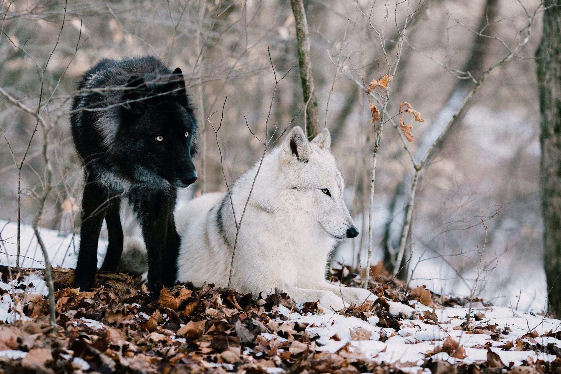 white wolf on brown dried leaves